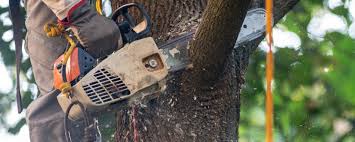 Best Tree Maintenance Programs  in Port Salerno, FL